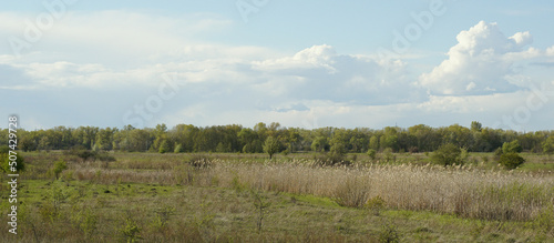 forest and sky