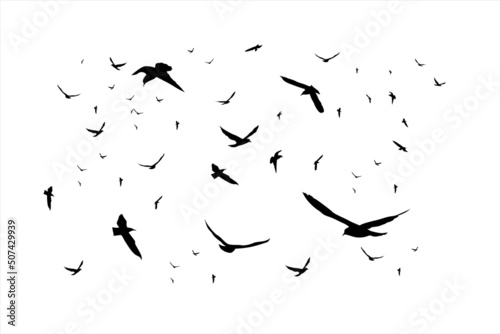 Silhouette flying bird background Free Vector
