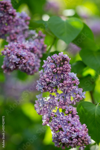 Lilac branches close up