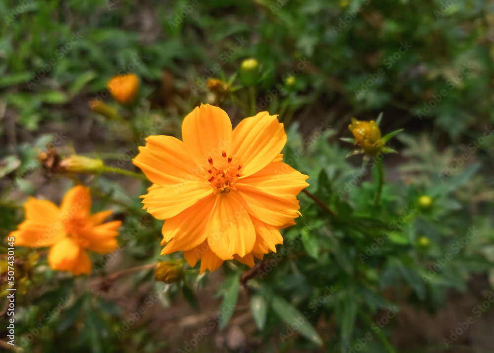 Cosmos sulphureus is a species of flowering plant in the sunflower family Asteraceae, also known as sulfur cosmos and yellow cosmos. Cosmos sulphureus is a species of flowering plant in the sunflower family Asteraceae, also known as sulfur cosmos and yellow cosmos.