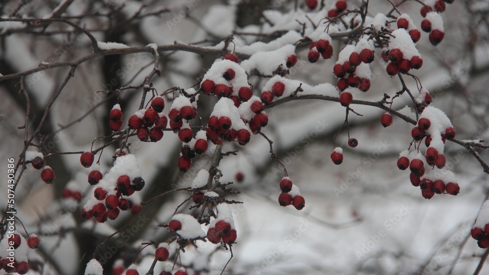 red berries on snow