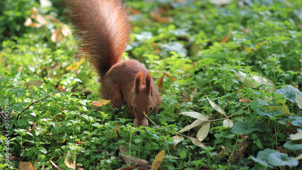 Obraz premium squirrel in the forest