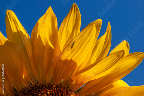 sunflower against sky