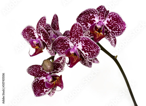 Branch of a beautiful orchid on a white background