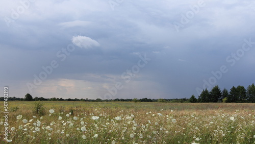 field of dandelions