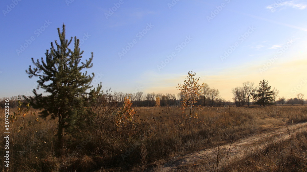 sunset in the forest