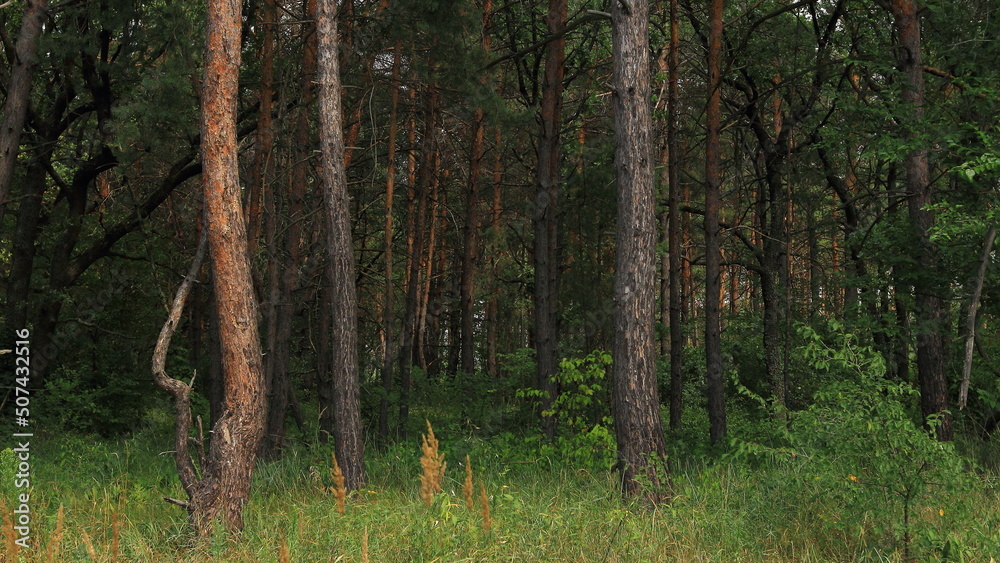 Obraz premium forest in autumn