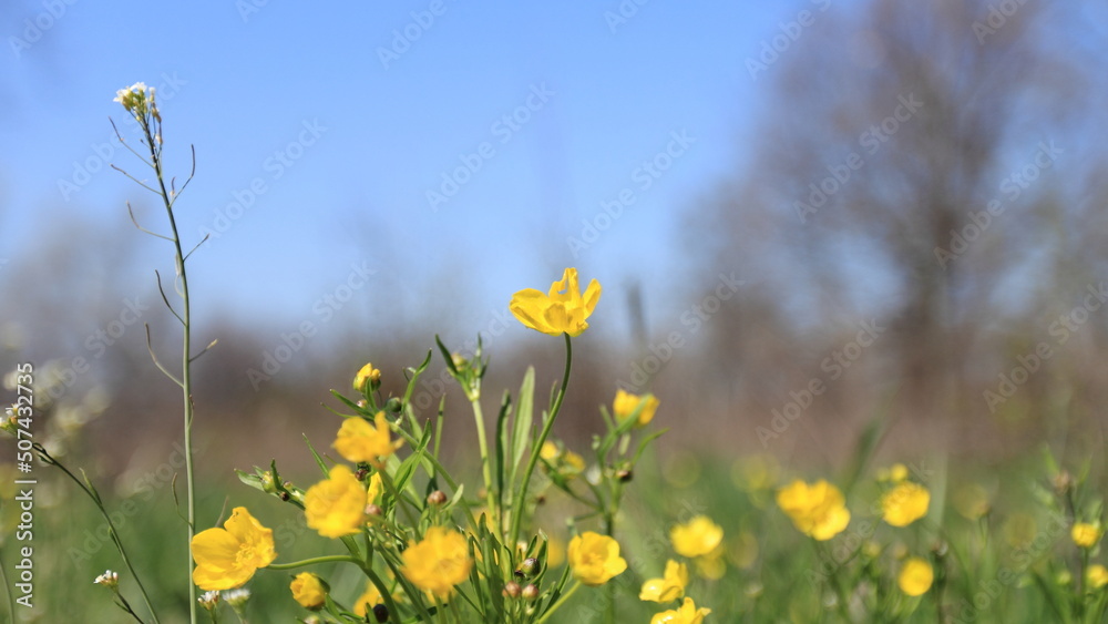 field of yellow flowers field of yellow flowers
