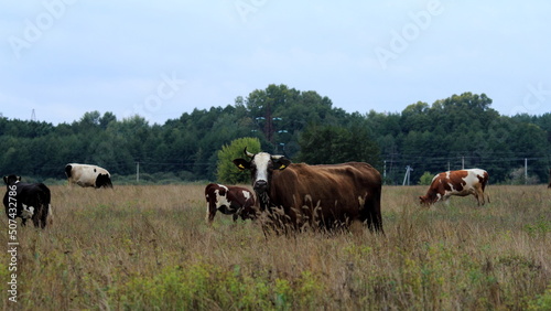 Fototapeta Naklejka Na Ścianę i Meble -  cows on a meadow