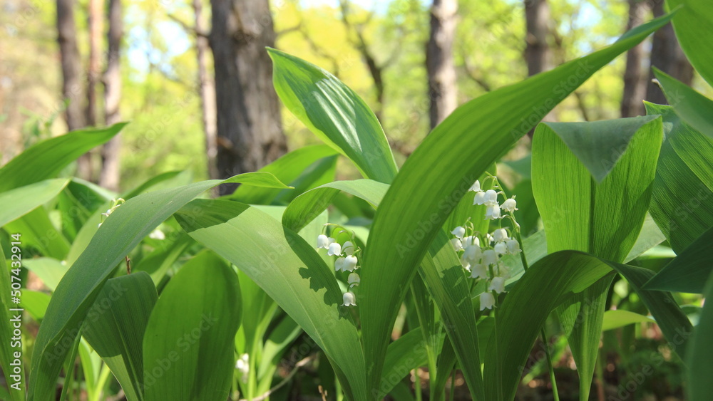 Fototapeta premium green leaves of corn
