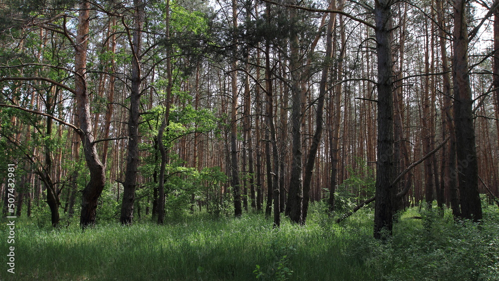 Obraz premium trees in the forest