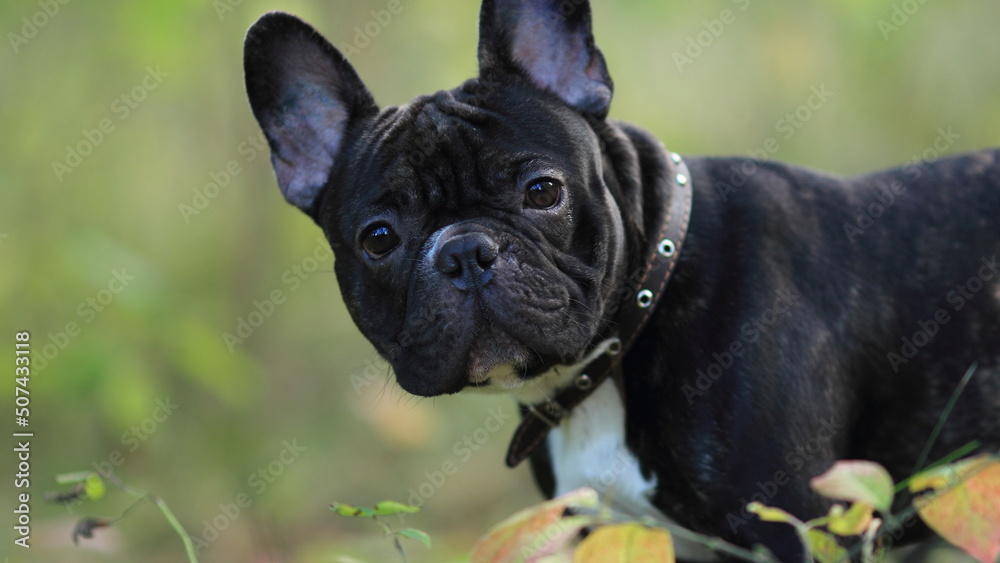 french bulldog puppy french bulldog puppy