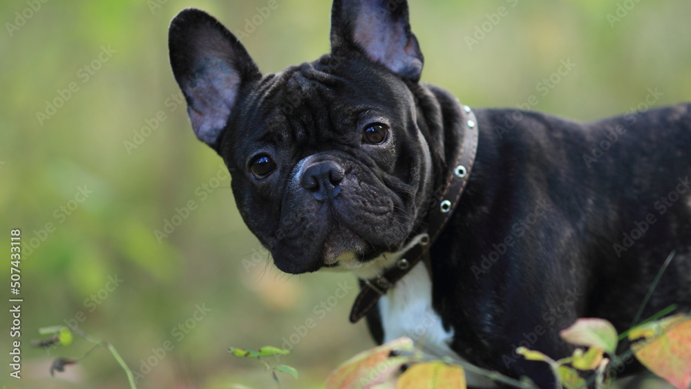 french bulldog puppy