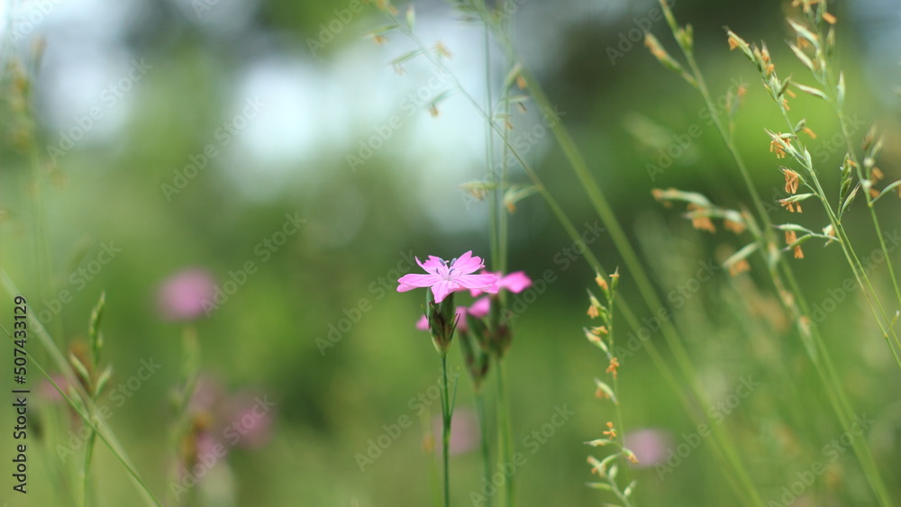 flowers in the meadow flowers in the meadow