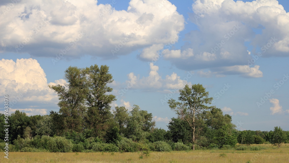Obraz premium landscape with trees