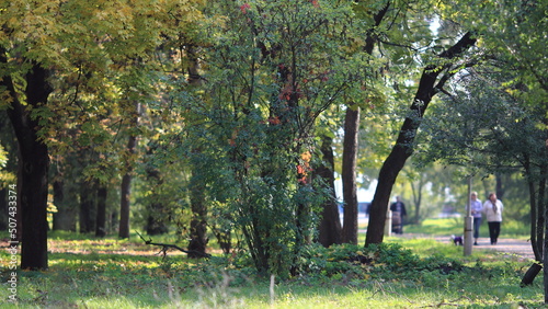 person in the park