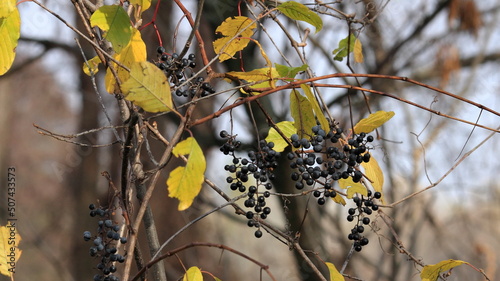 leaves in the garden