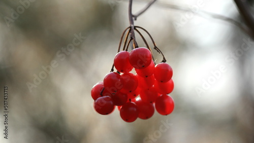red berries in snow