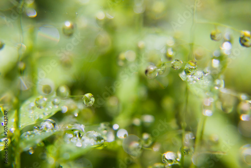 Delicate tiny water drops on stems with blinks, glare and reflections inside in sunshine on blur green background, macro, texture. Fresh fairy morning wet plants in sunny day.