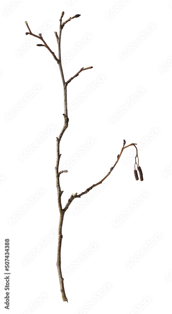 Fototapeta premium Dry twig isolated