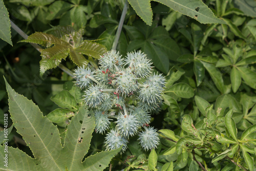 Beautiful Datura innoxia green fruit. It also known as Datura wrightii or sacred datura. photo