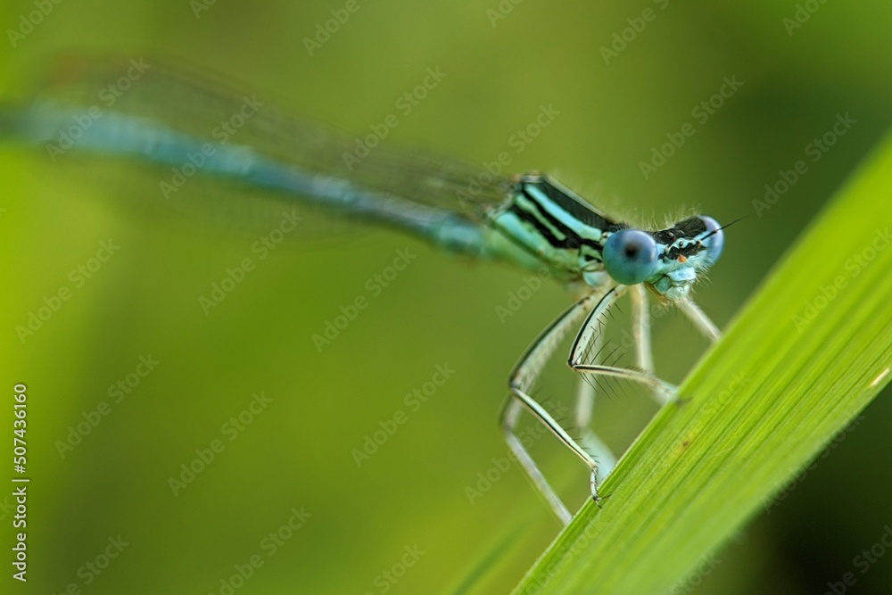 close up of a dragonfly close up of a dragonfly