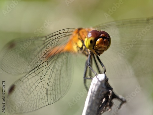 close up of a dragonfly © Николай Срибяник