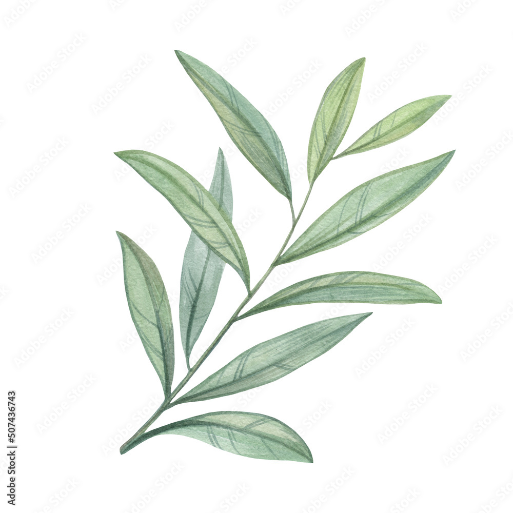 Branch with leaves isolated on white background. Watercolor leaves on a branch. Botanical illustration for design. Branch with leaves isolated on white background. Watercolor leaves on a branch. Botanical illustration for design.