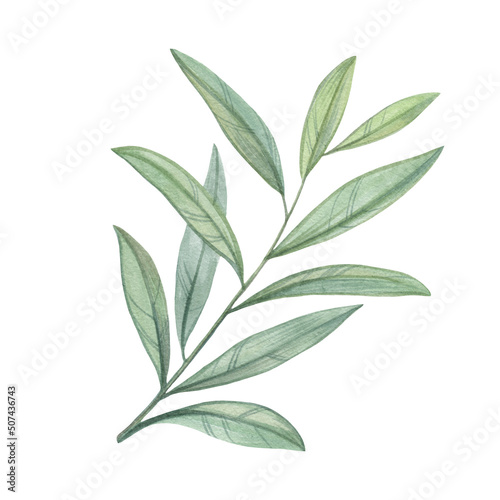 Branch with leaves isolated on white background. Watercolor leaves on a branch. Botanical illustration for design.