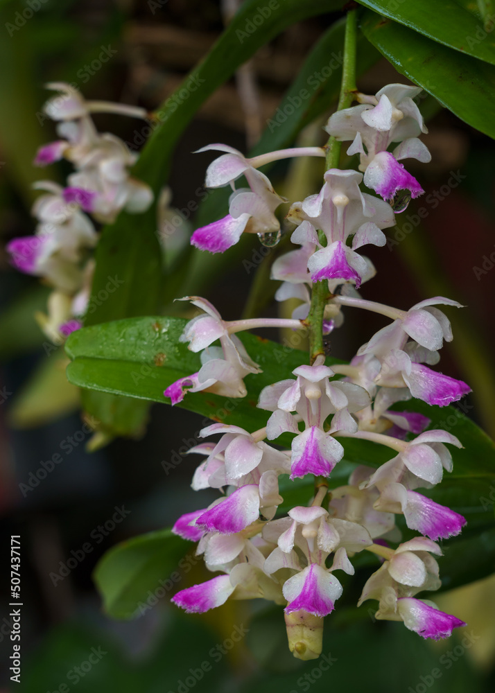Closeup view of tropical epiphytic orchid species aerides falcata with colorful clusters of white and purple pink flowers blooming in spring in outdoor environment on natural background Closeup view of tropical epiphytic orchid species aerides falcata with colorful clusters of white and purple pink flowers blooming in spring in outdoor environment on natural background