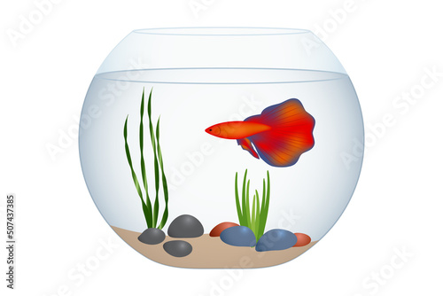 Round aquarium or fishbowl and exotic fish isolated on white, vector illustration