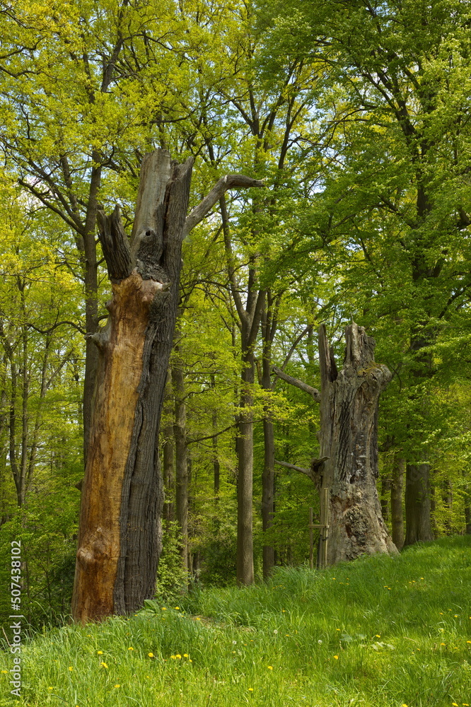 Fototapeta premium Dead tree on the shore of pond Rozmberk,South Bohemian,Czech Republic,Europe,Central Europe 