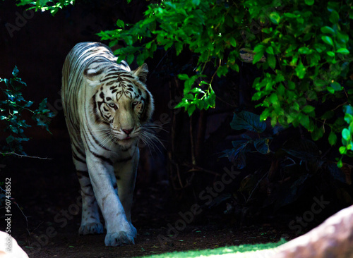white bengal tiger walking between trees in the shade