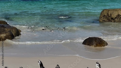 Pinguine am Boulders Beach in Simon’s Town Südafrika