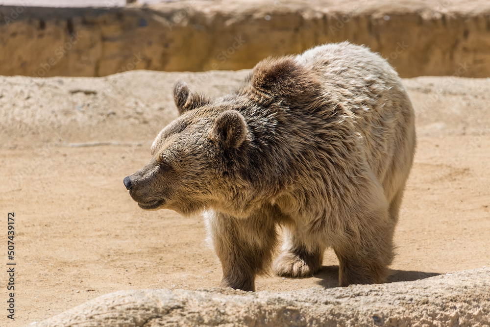 View of an expressive adult brown bear in theme park zoo, well-groomed, large brown fur View of an expressive adult brown bear in theme park zoo, well-groomed, large brown fur