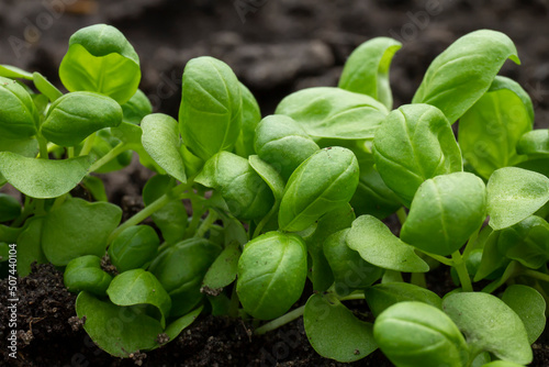Young basil sprouts in early spring in an edible garden
