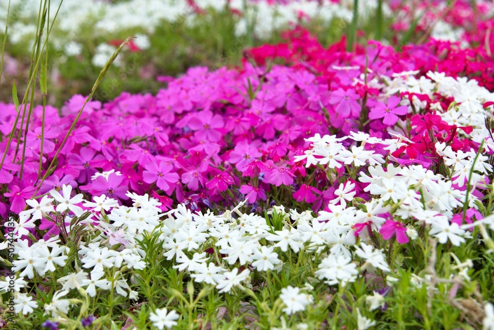 芝桜