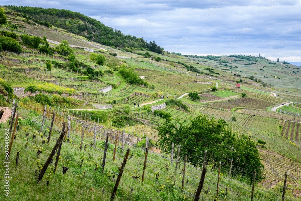 Vue sur des vignes -Kaysersberg - Alsace - France - 15 mai 2021 - Johann Muszynski