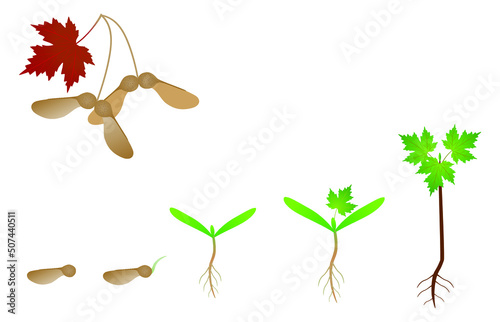 Sequence of a maple tree growing isolated on white.