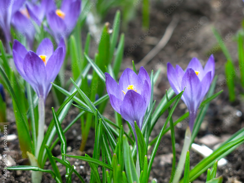 white-purple crocuses with a yellow center bloom on a flower bed in spring white-purple crocuses with a yellow center bloom on a flower bed in spring
