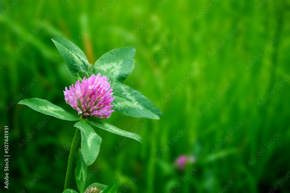 Bumblebee sitting on dutch white clover. Ladino clover growing on the lawn, field or meadow. Plant used in herbal medicine and culinary. Botanical nature background. High quality photo Bumblebee sitting on dutch white clover. Ladino clover growing on the lawn, field or meadow. Plant used in herbal medicine and culinary. Botanical nature background. High quality photo