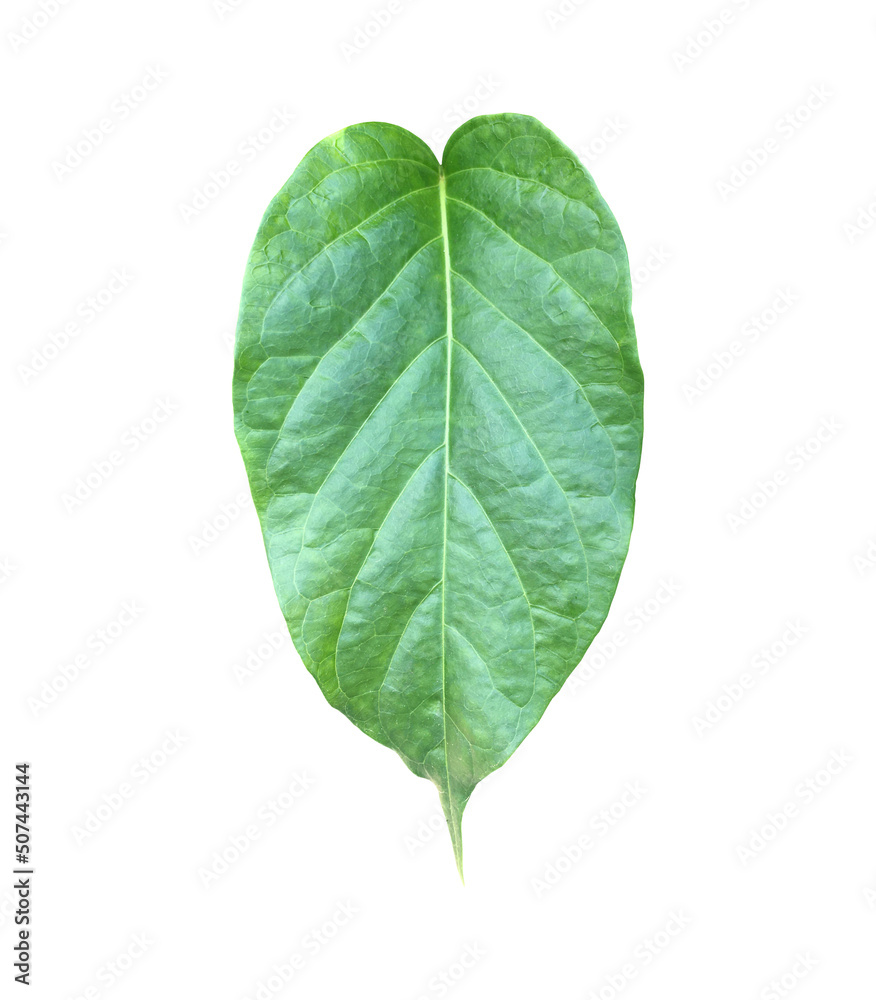 Isolated gurmar leaf or gymnema inodorum dencne leaf with clipping paths. Isolated gurmar leaf or gymnema inodorum dencne leaf with clipping paths.