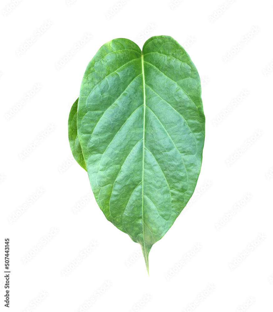 Obraz premium Isolated gurmar leaf or gymnema inodorum dencne leaf with clipping paths.
