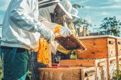 Beekeeper manipulating with honeycomb full of golden honey. photo