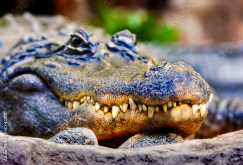 closeup of the head of a crocodile with its spectacular teeth and killer look