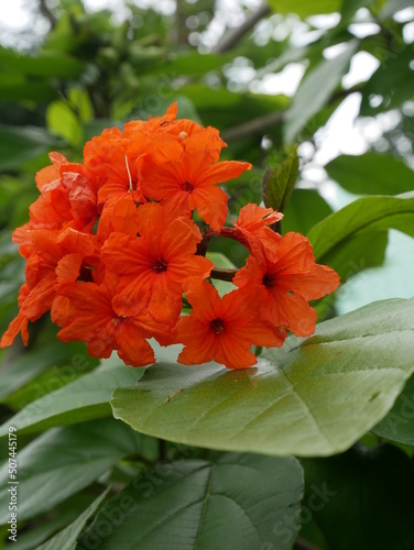 Fototapeta Naklejka Na Ścianę i Meble -  orange flower in garden
