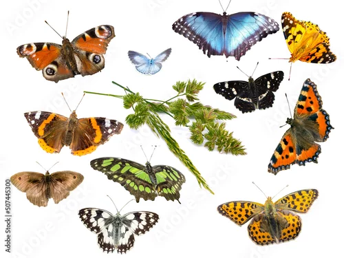 Obraz verschiedene Gräser mit Schmetterlingen isoliert