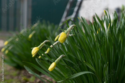 Narcissus poeticus. Buds of tender spring daffodils bloom in the spring. Green beautiful bush close-up.