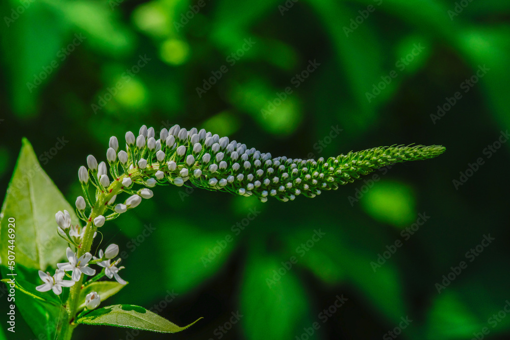 Naklejka premium オカトラノオ