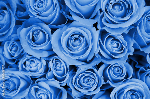 Beautiful fresh light blue roses as background  closeup. Floral decor